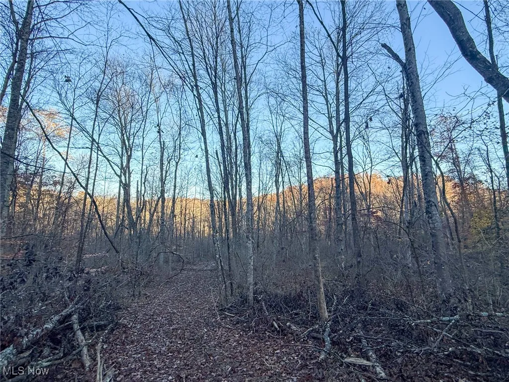 View of local wilderness