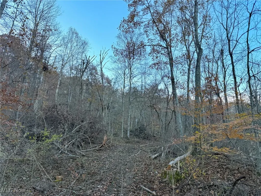 View of local wilderness