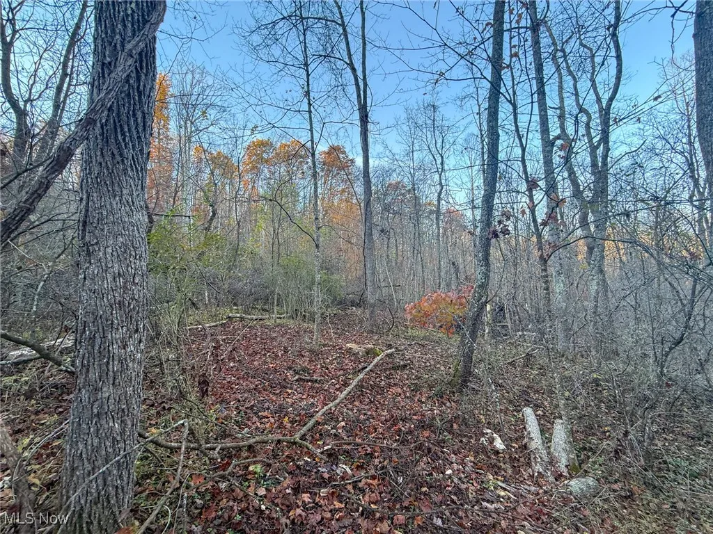 View of woods