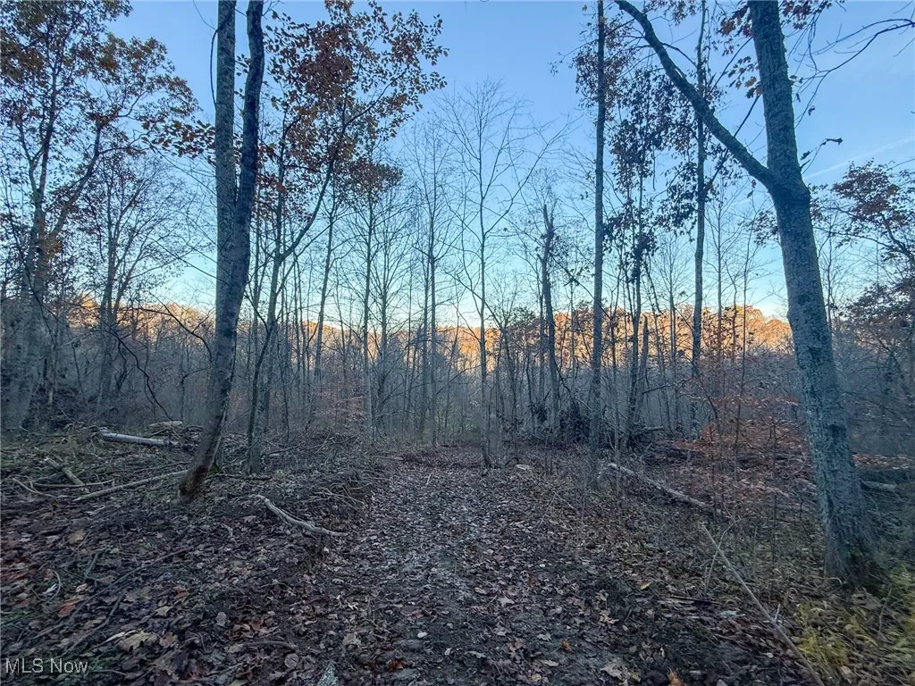 View of tree filled area