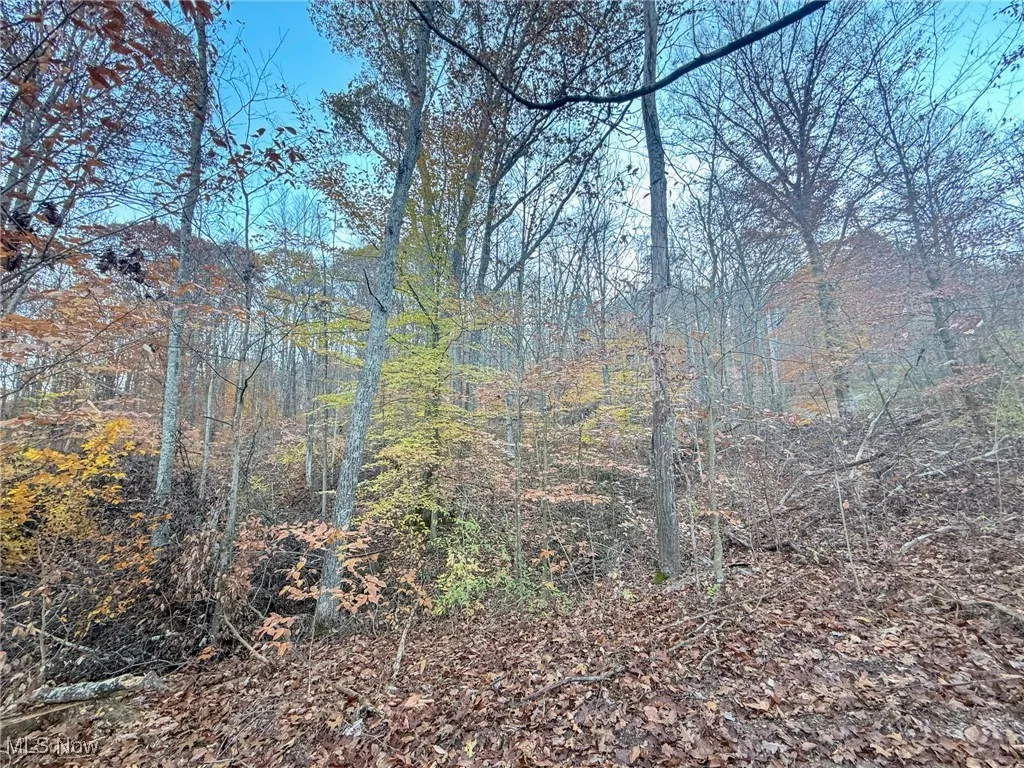 View of tree filled area
