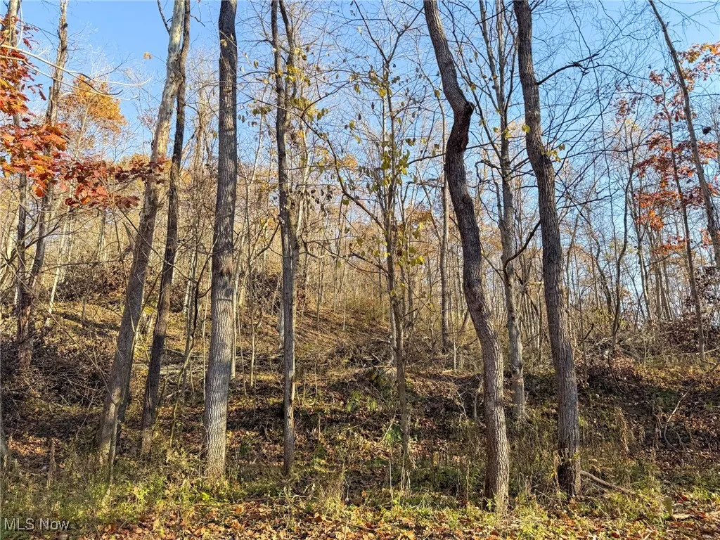 View of local wilderness