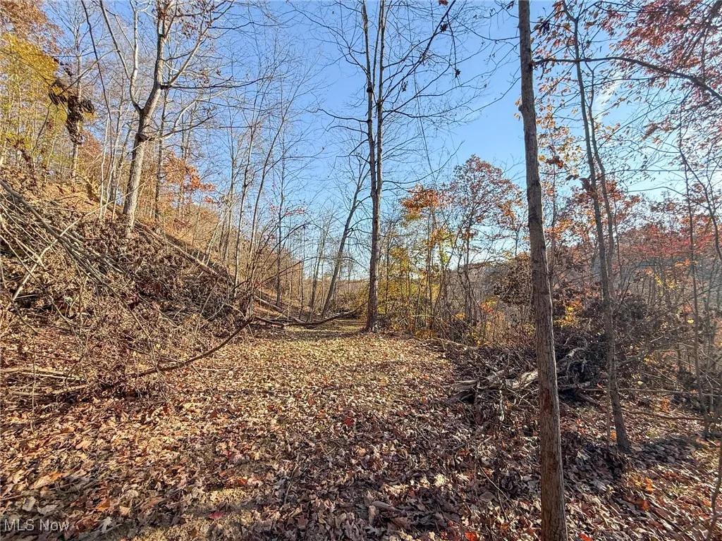 View of local wilderness