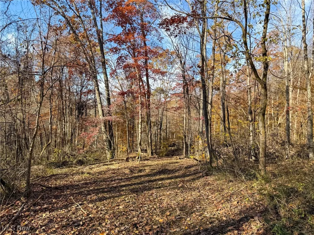View of woods