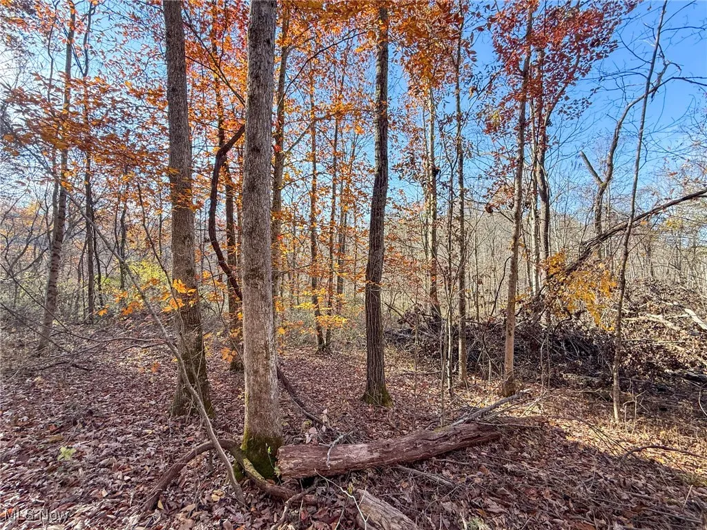 View of undeveloped land