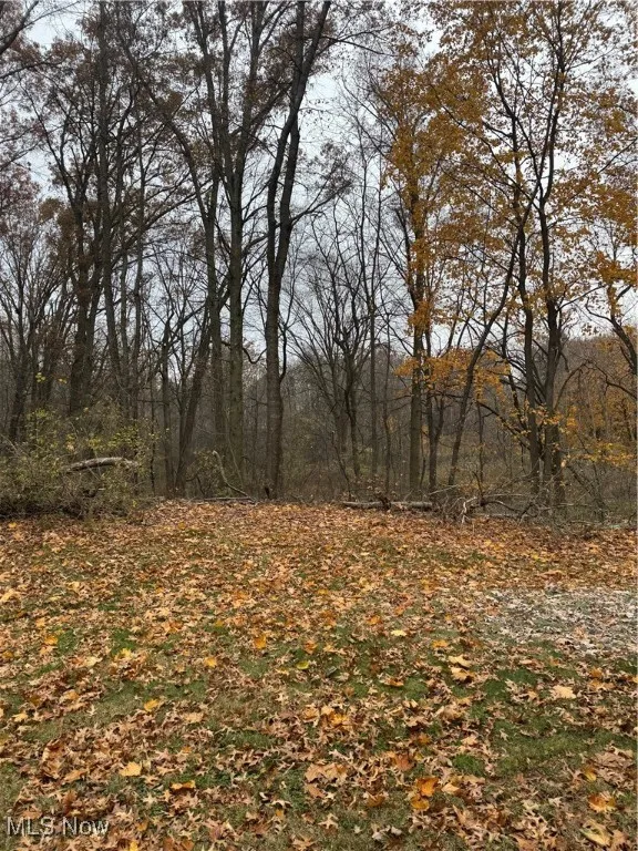 View of local wilderness