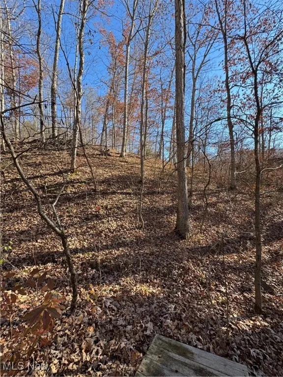 View of local wilderness