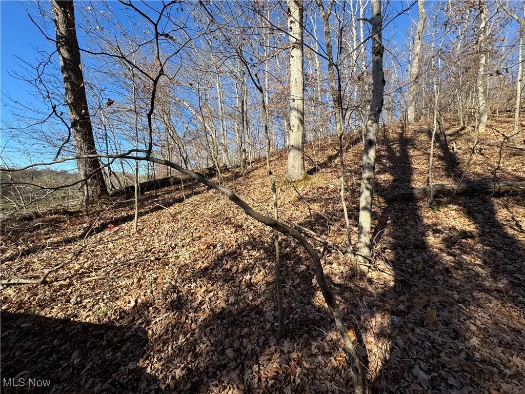 View of local wilderness