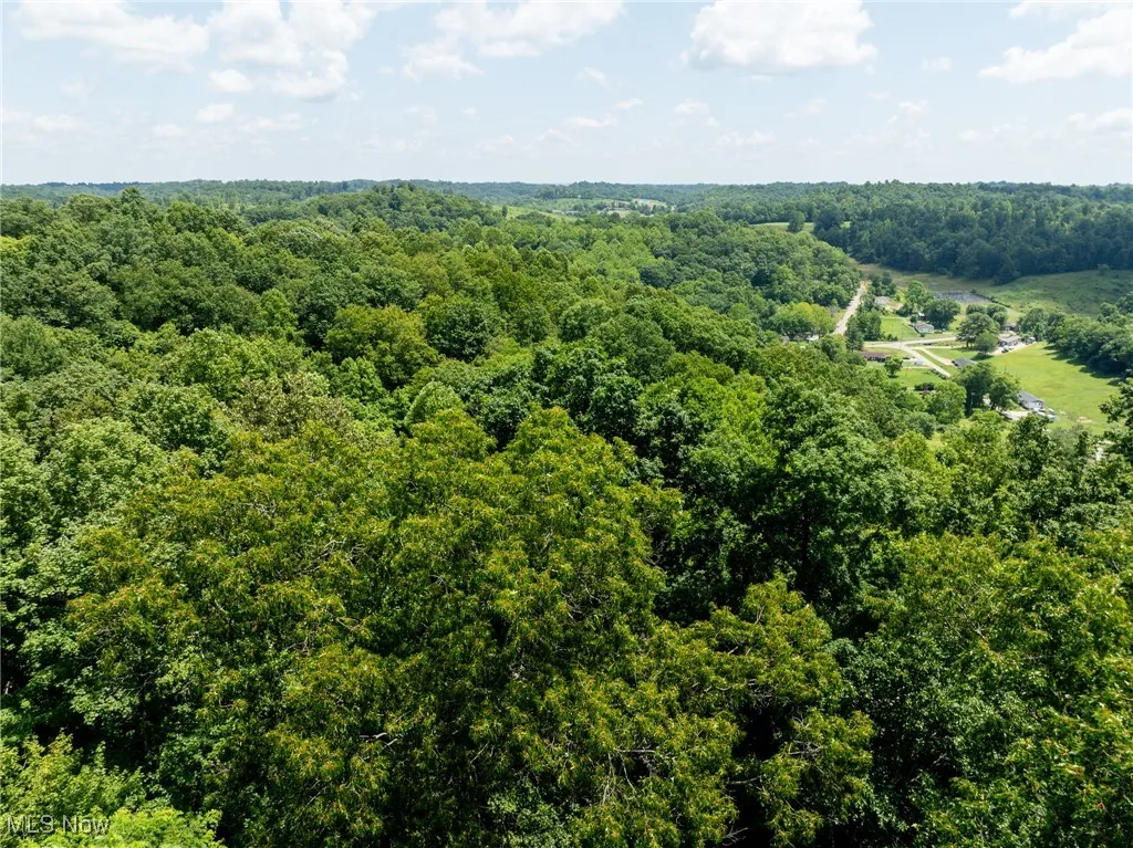 Aerial view of a forest