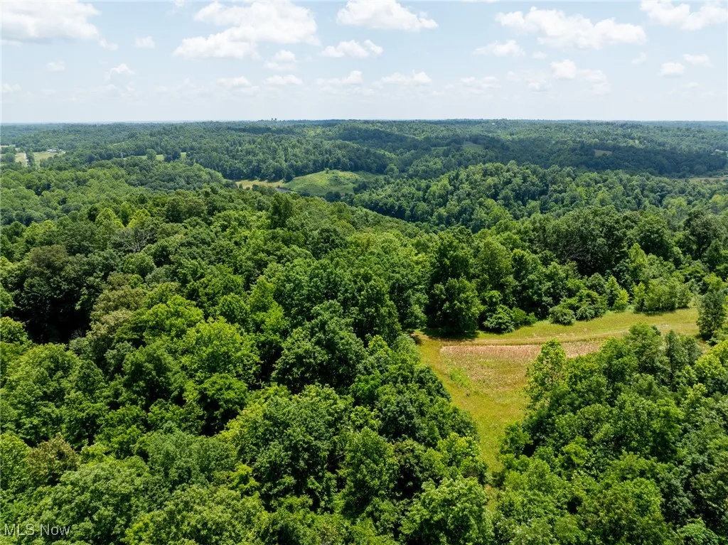 Bird's eye view of a forest
