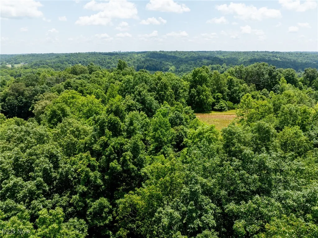 Bird's eye view of a forest