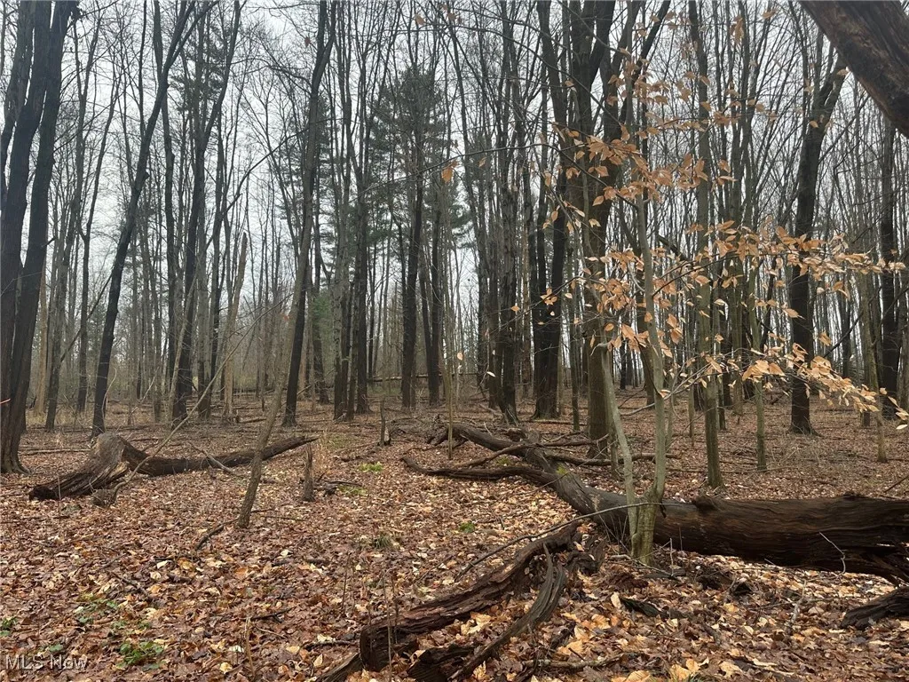 View of woods
