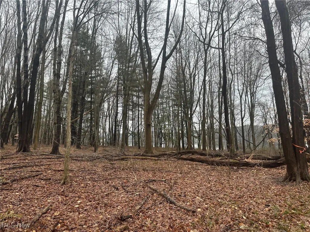 View of local wilderness