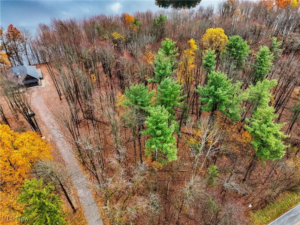 Aerial view of a forest