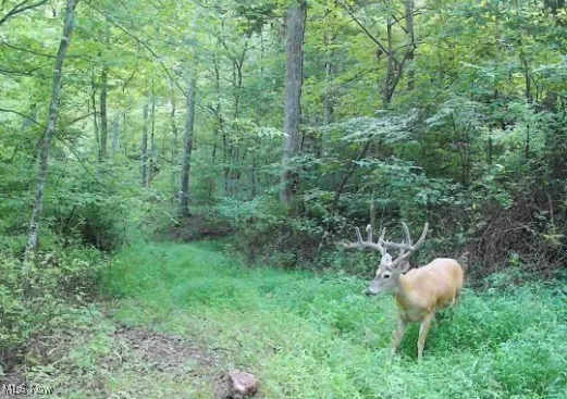 View of local wilderness