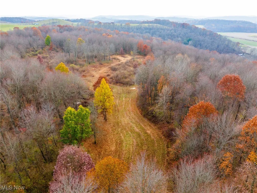 Drone / aerial view of a forest