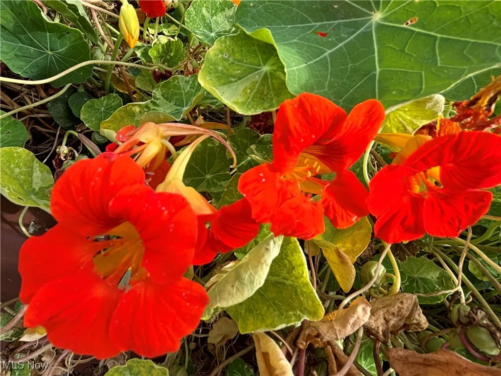 11838 Brosius Road, Garrettsville, Ohio 44231,MLS Now Listing ID