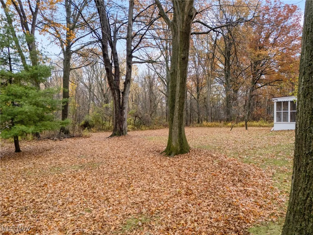 View of the large backyard