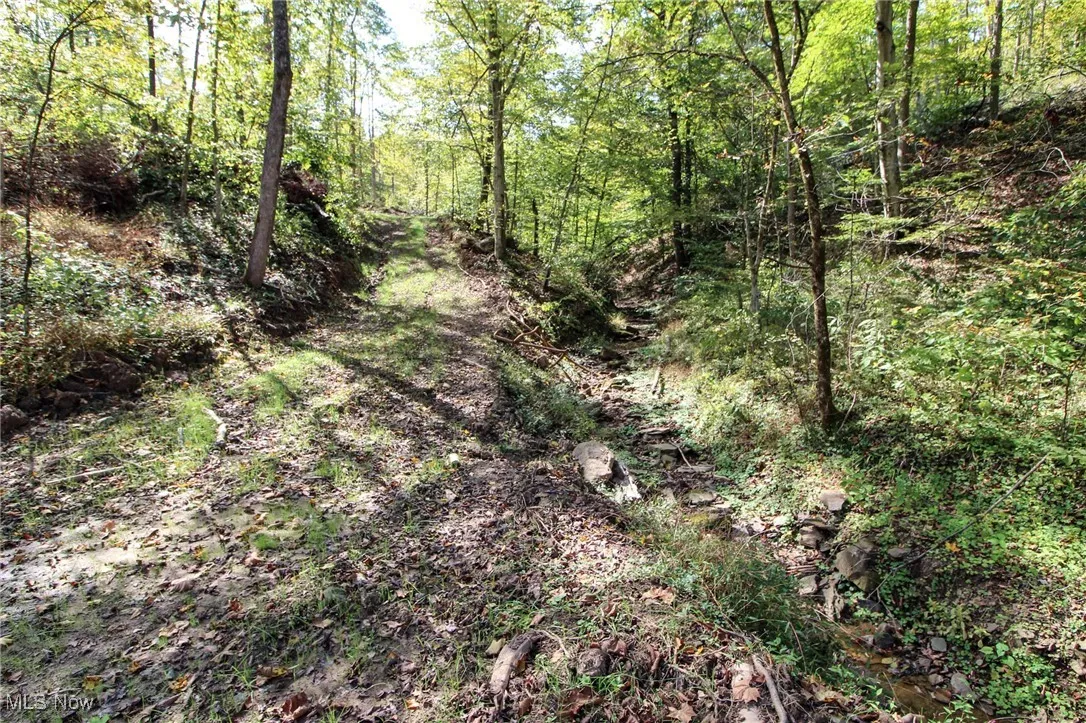 View of tree filled area
