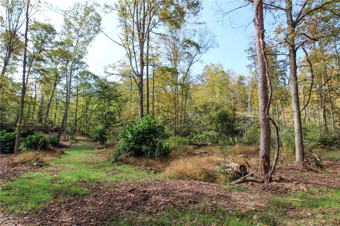 View of undeveloped land