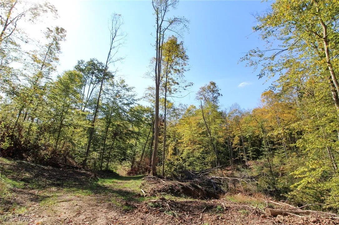 View of tree filled area