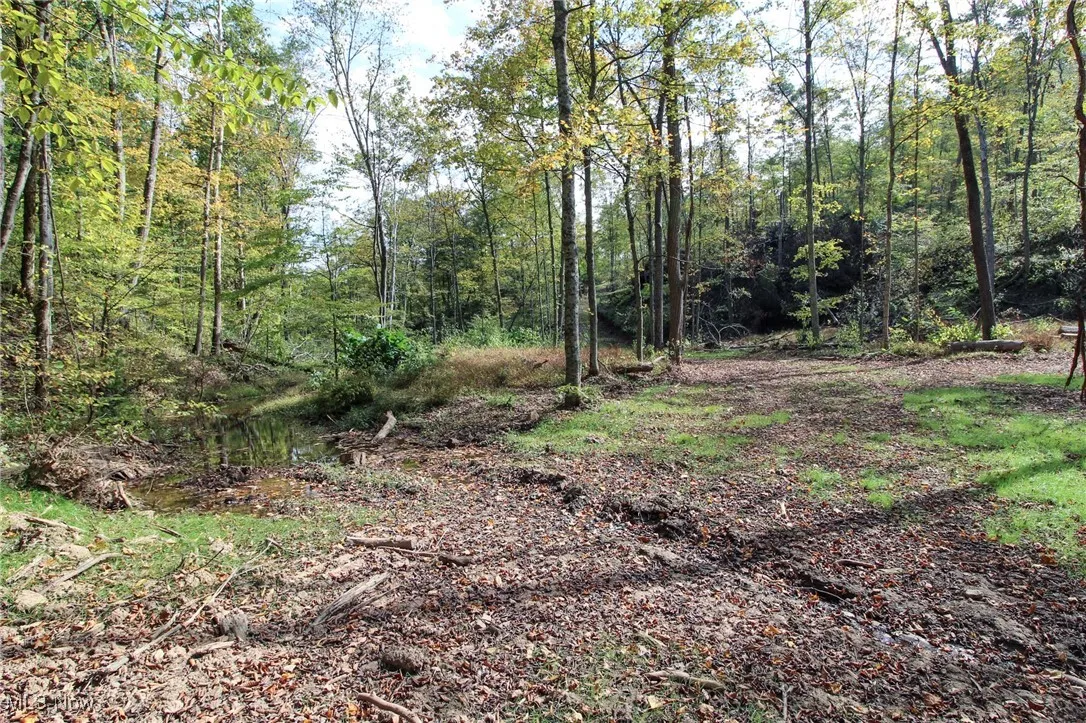 View of local wilderness