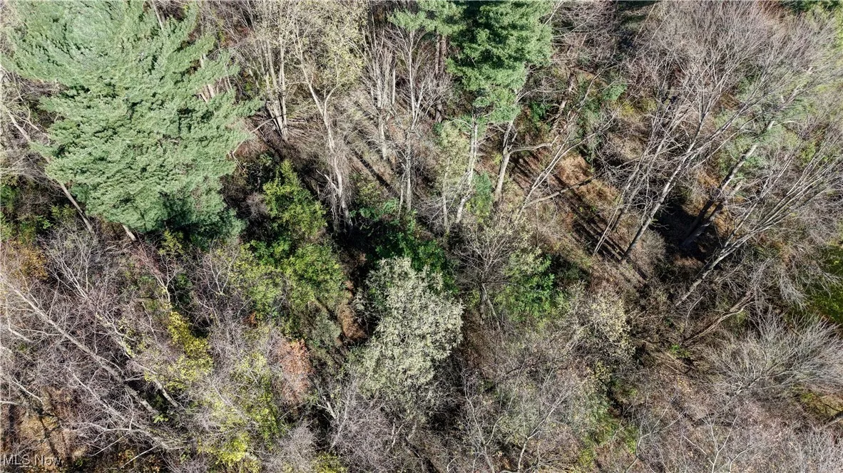 Bird's eye view of a forest
