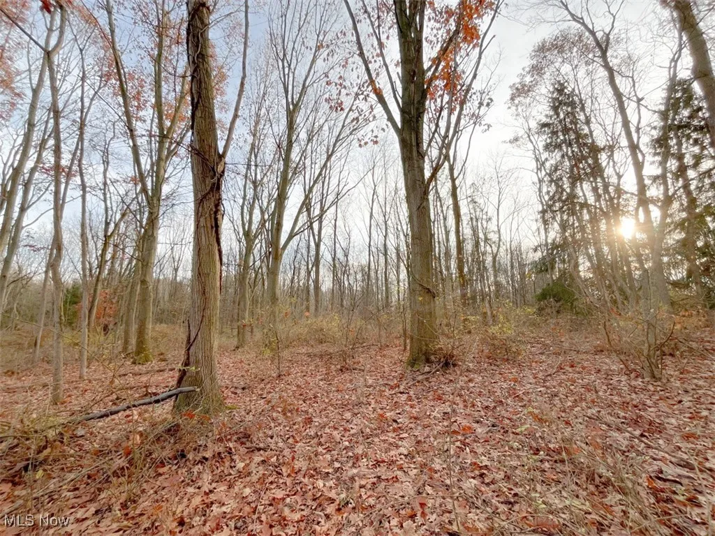 View of local wilderness