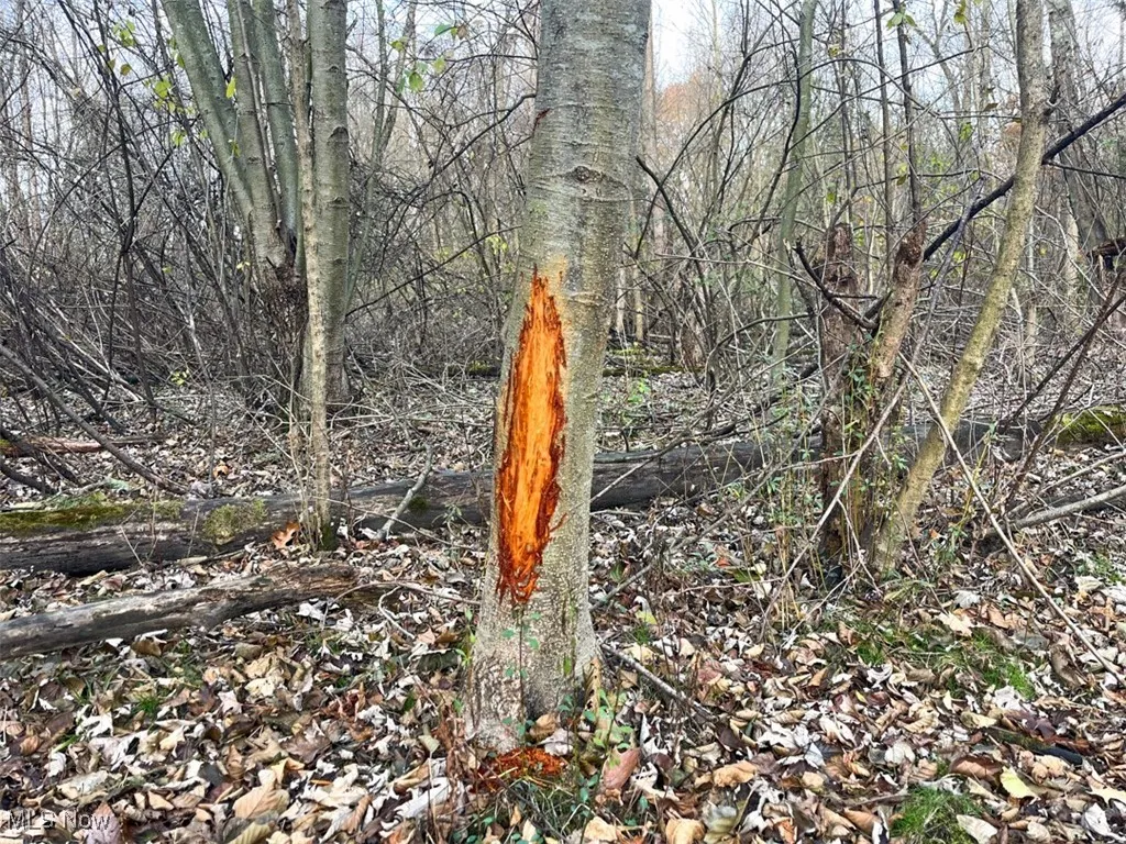 View of local wilderness