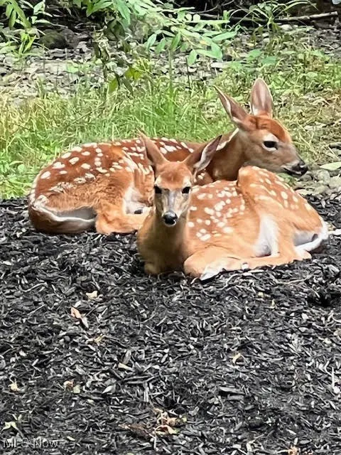 1800 Howland Wilson Road, Warren, Ohio 44484,MLS Now Listing ID