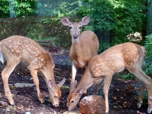 1800 Howland Wilson Road, Warren, Ohio 44484,MLS Now Listing ID