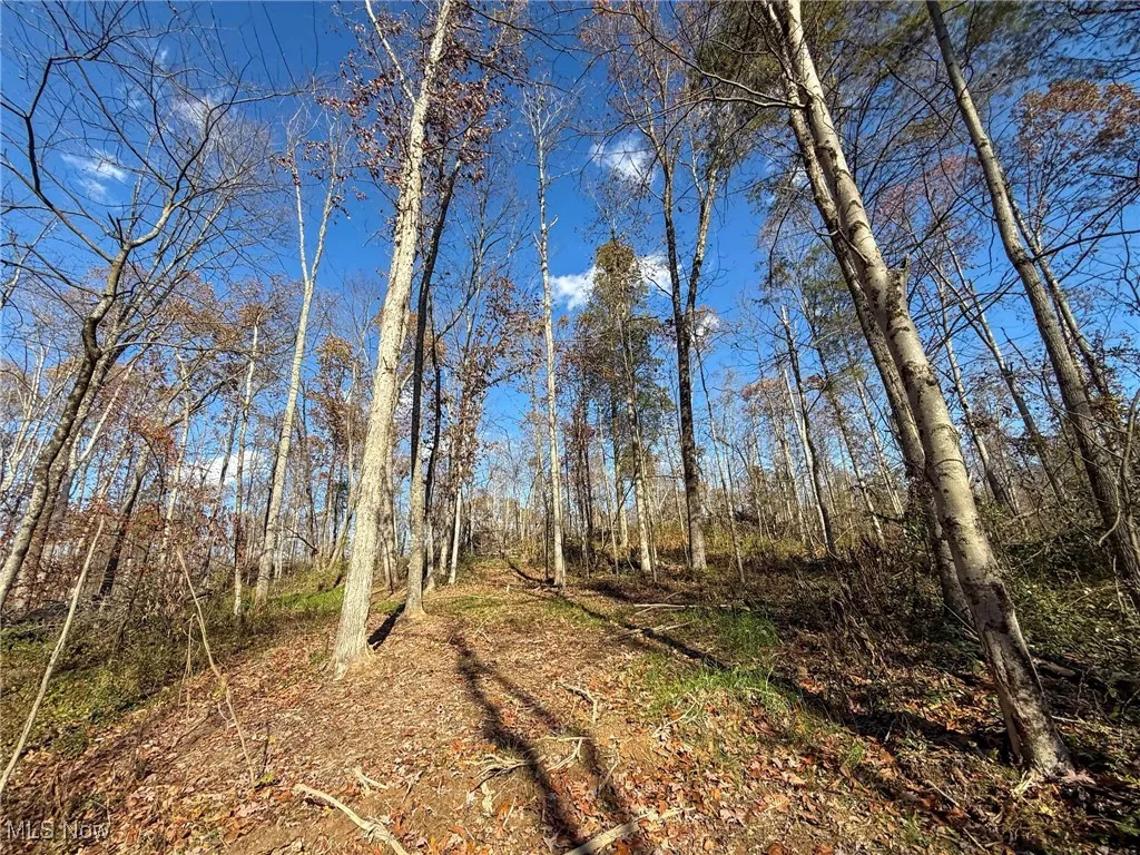 View of tree filled area