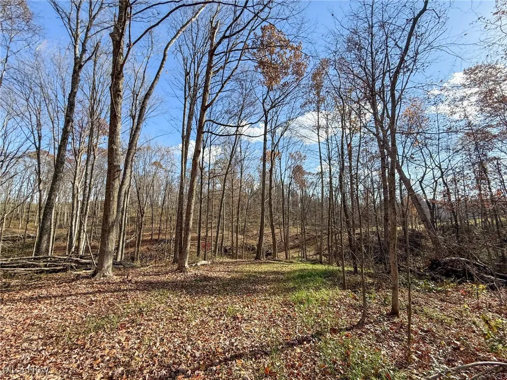View of local wilderness