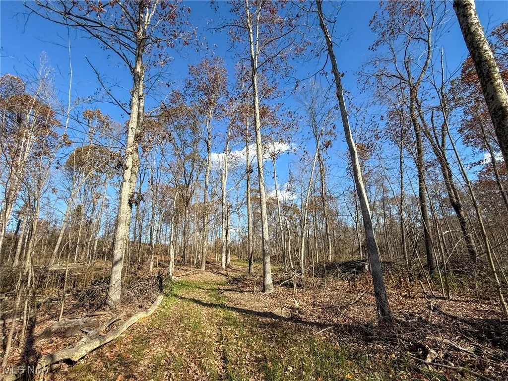 View of local wilderness