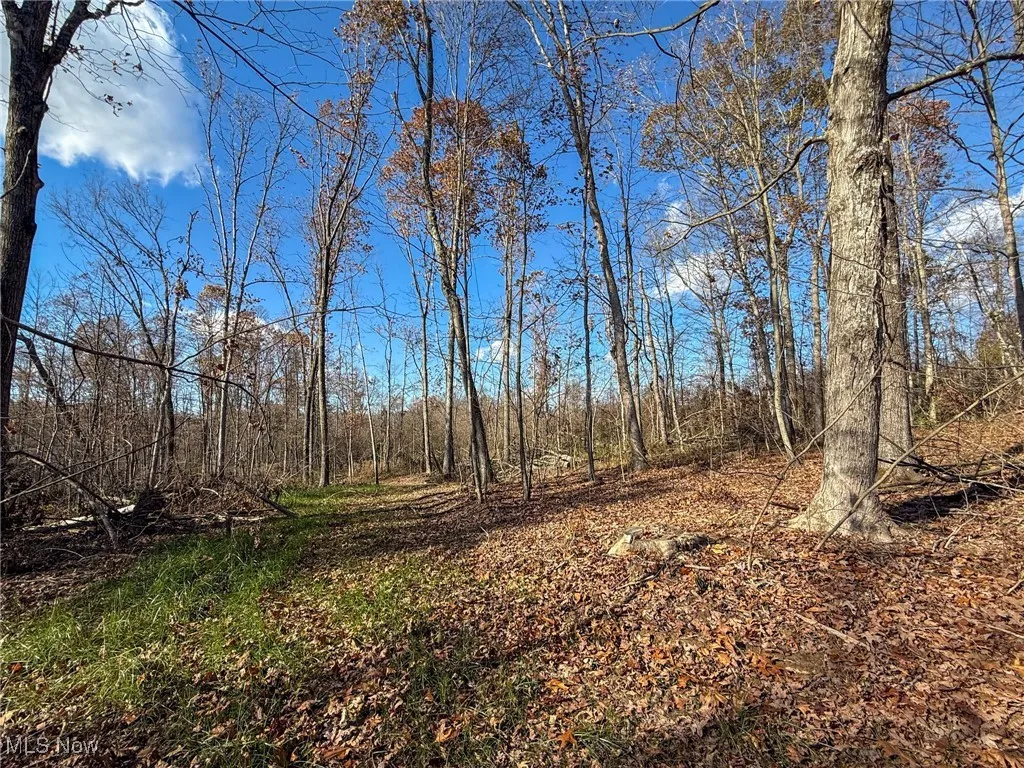 View of local wilderness