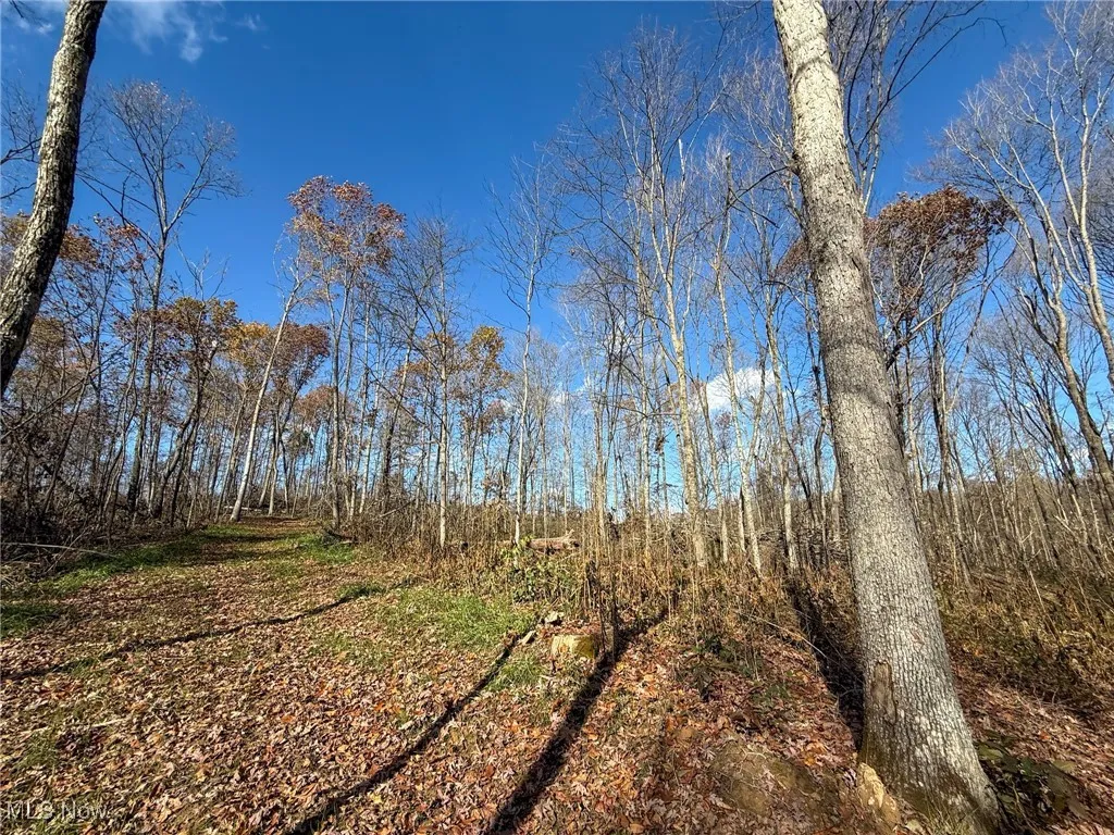 View of local wilderness