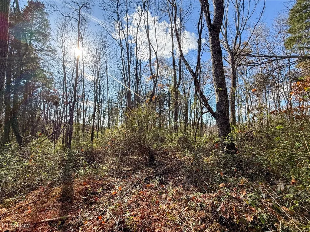 View of tree filled area