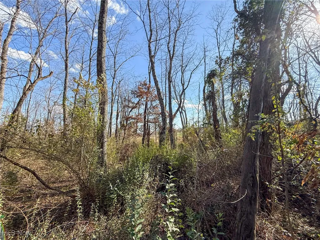 View of tree filled area