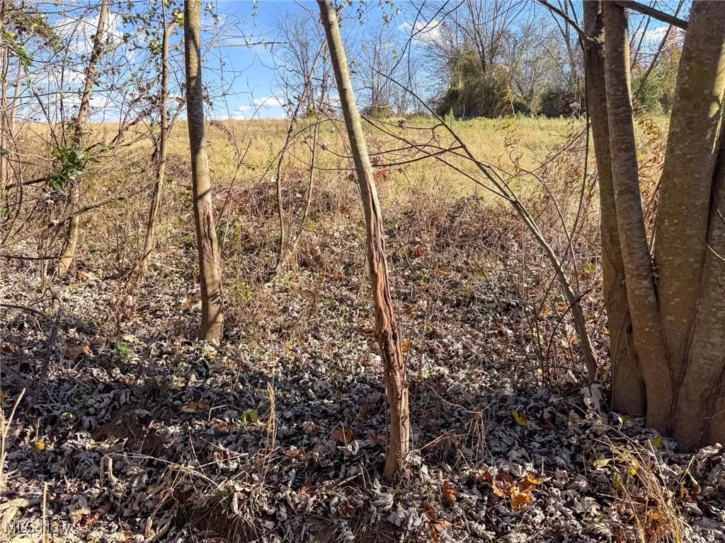 View of undeveloped land