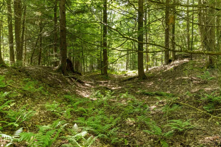 Tbd Arbor Lane #13, Duxbury, VT 05660, ,Land,For Sale,Arbor,5053401