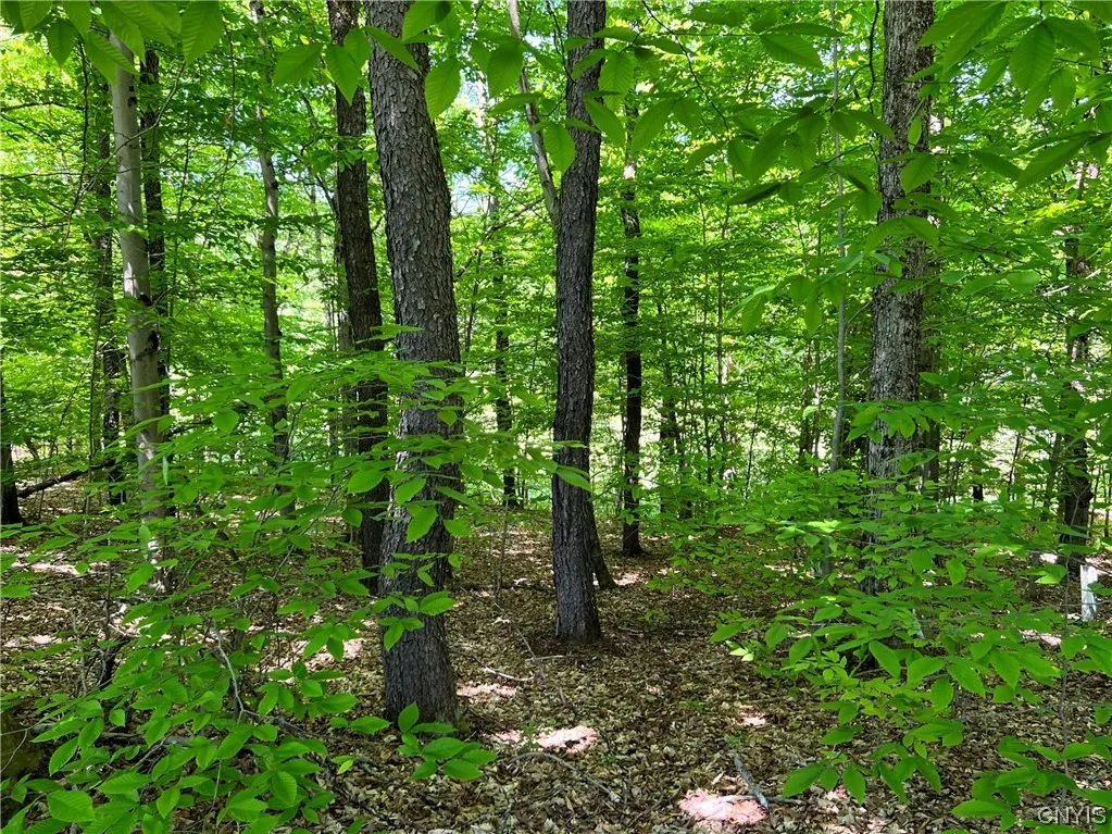 5219 Rome Taberg Road, Rome-outside, New York 1344, Rome, New York 13440, ,Land,For Sale,5219 Rome Taberg Road, Rome-outside, New York 1344,0,S1448727 5219 Rome Taberg Road, Rome-outside, New York 1344, Rome, New York 13440, ,Land,For Sale,5219 Rome Taberg Road, Rome-outside, New York 1344,0,S1448727