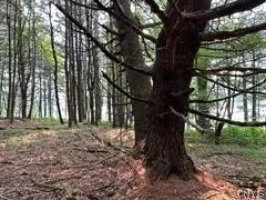 301 Edwards Hill Road, Lisle, New York 13760, Lisle, New York 13760, ,Land,Closed,301 Edwards Hill Road, Lisle, New York 13760,0,S1480288