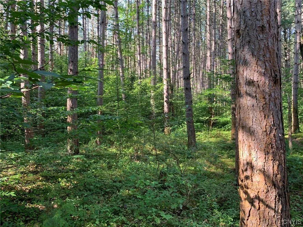 Dense Understory Vegetation