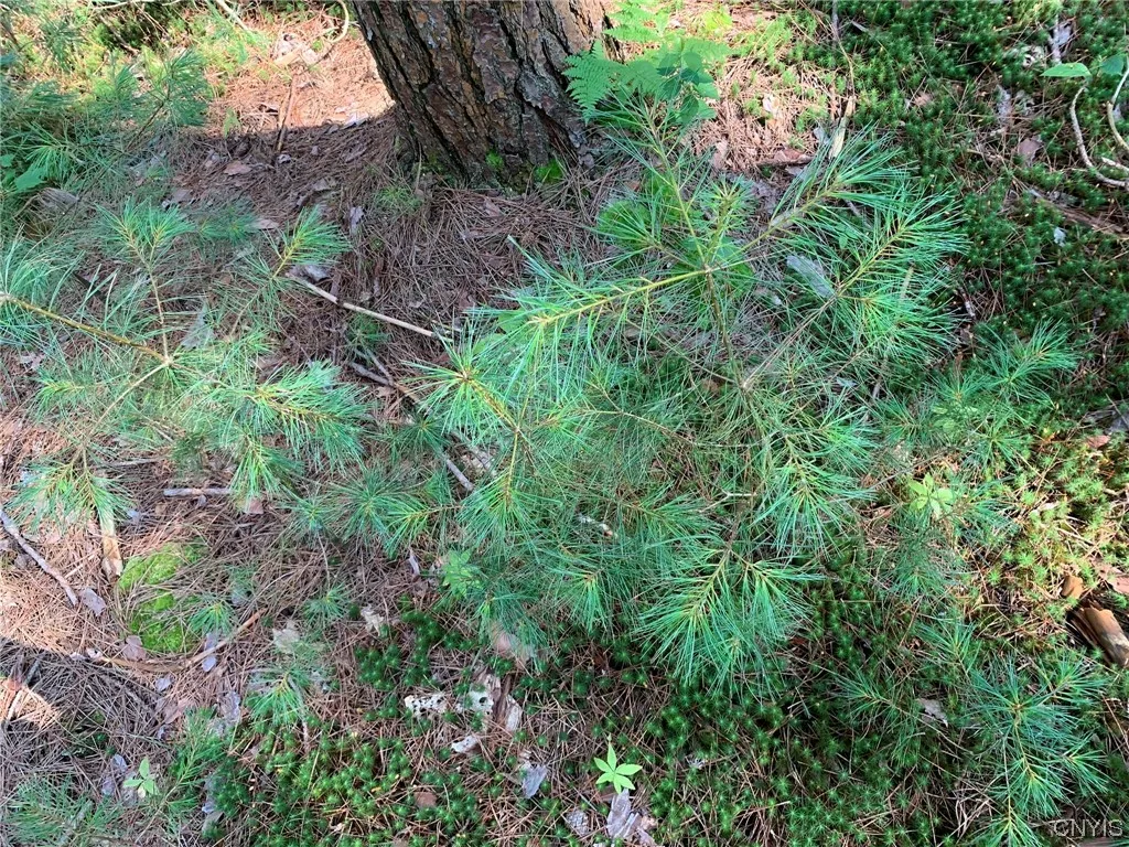 White Pine Seedlings