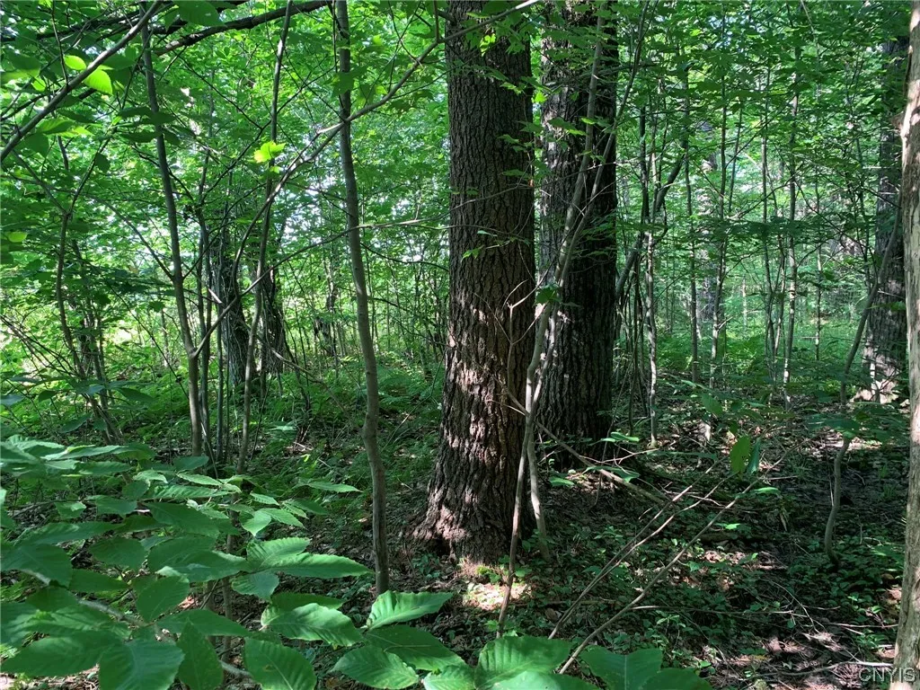 White Pine Sawtimber