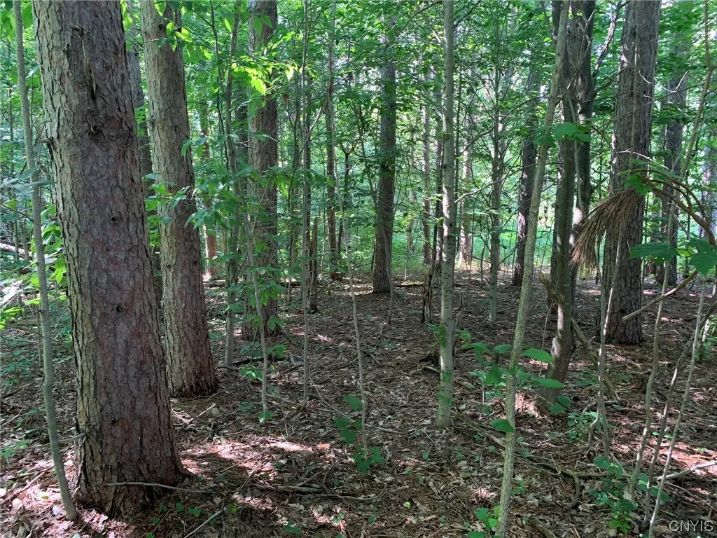 Building Site in Pines