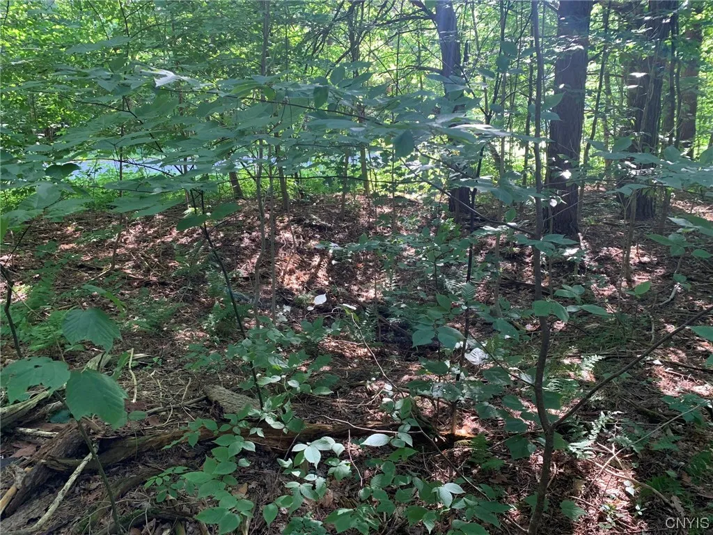 Old Foundation Site Roadside