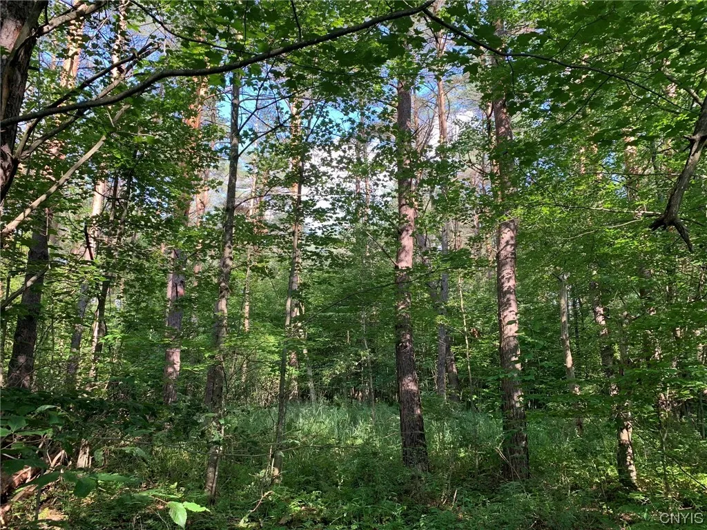 Scotch Pine Plantation