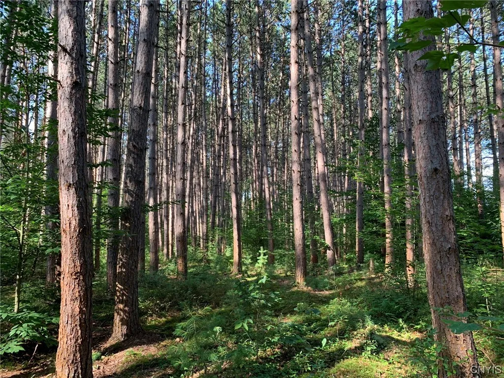 Healthy Looking Red Pine