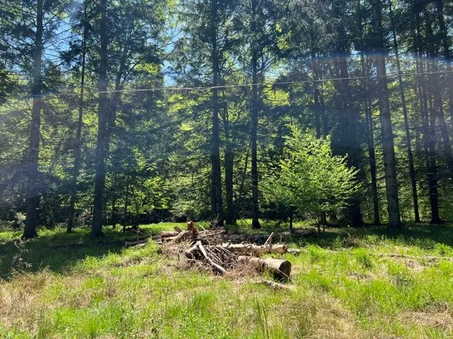 0 Clear Creek Road, Emporium-pa, Pennsylvania 1583, Shippen Twp, Pennsylvania 15834, ,Land,For Sale,0 Clear Creek Road, Emporium-pa, Pennsylvania 1583,0,R1532200 0 Clear Creek Road, Emporium-pa, Pennsylvania 1583, Shippen Twp, Pennsylvania 15834, ,Land,For Sale,0 Clear Creek Road, Emporium-pa, Pennsylvania 1583,0,R1532200